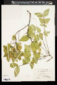 Lonicera canadensis image