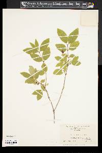 Lonicera canadensis image