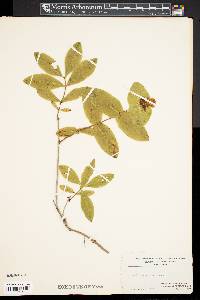 Lonicera dioica image