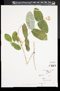 Lonicera dioica image