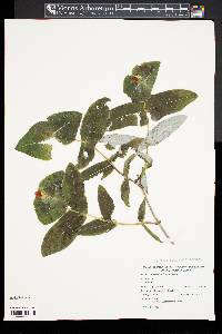 Lonicera dioica image