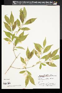 Lonicera maackii image