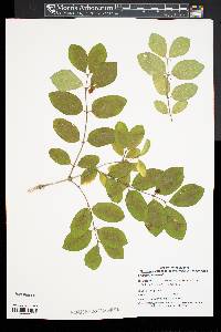 Lonicera morrowii image