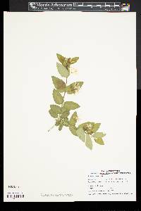 Lonicera morrowii image