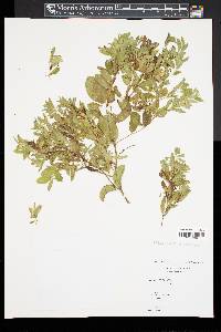 Lonicera morrowii image