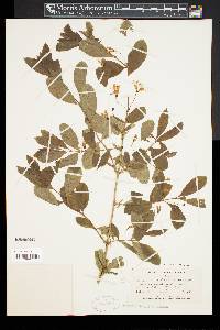 Lonicera oblongifolia image