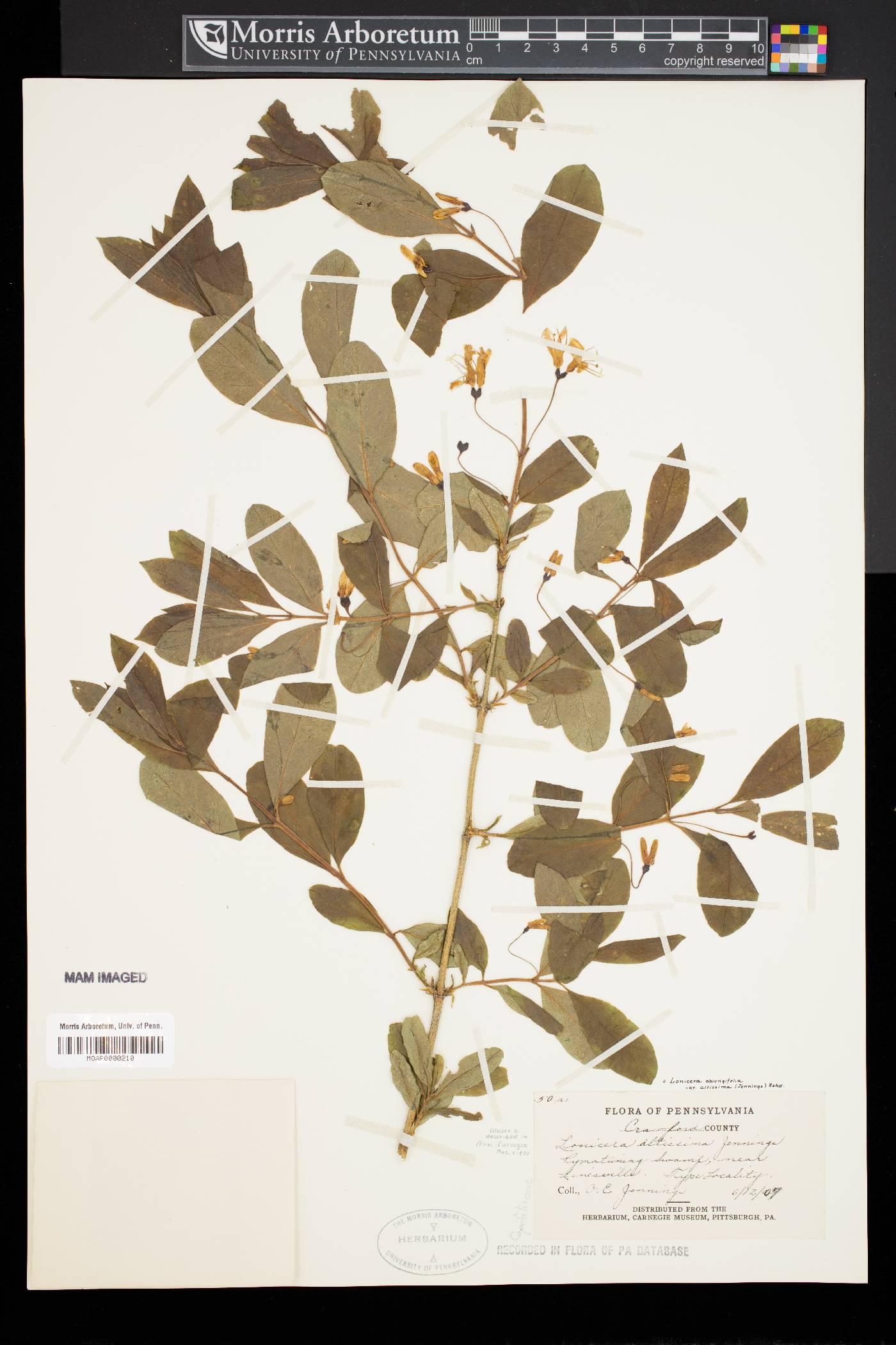 Lonicera oblongifolia var. altissima image