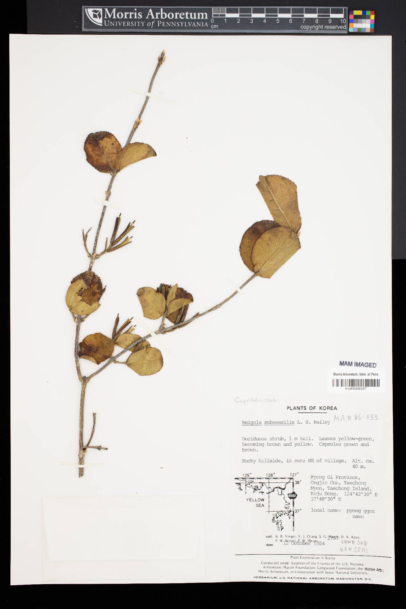 Weigela subsessilis image