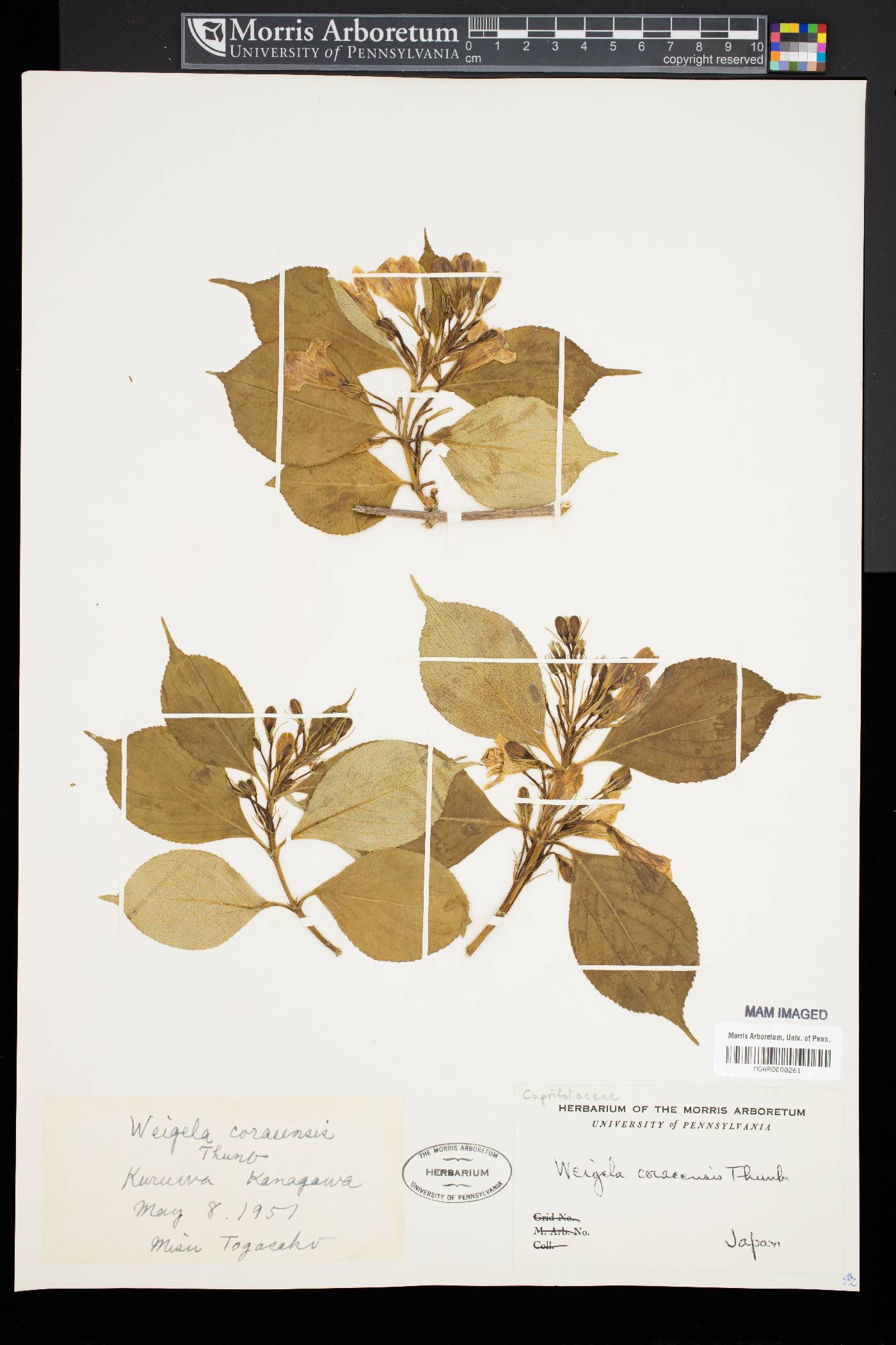 Weigela coraeensis image