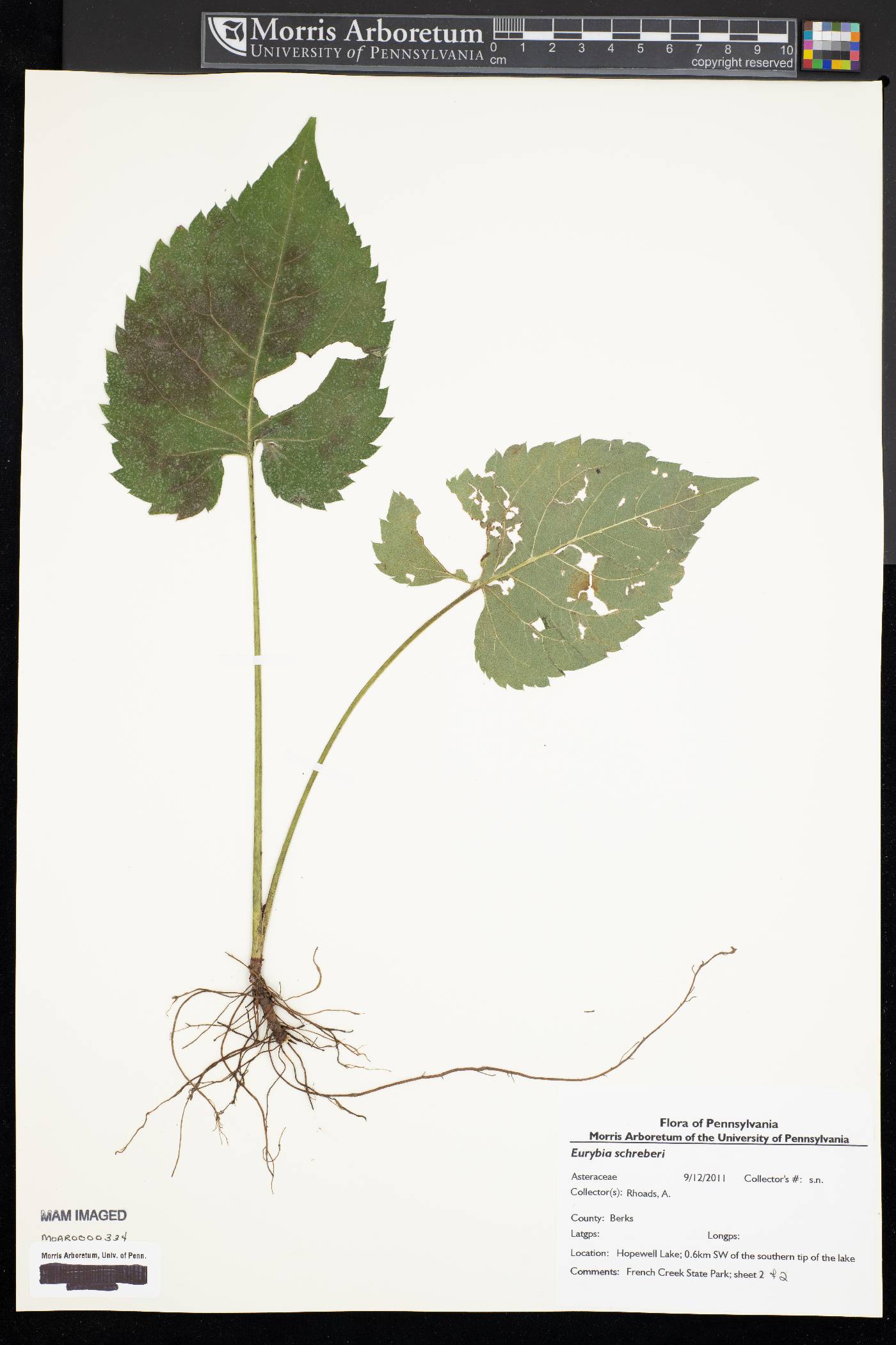 Eurybia schreberi image