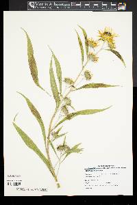 Helianthus maximiliani image