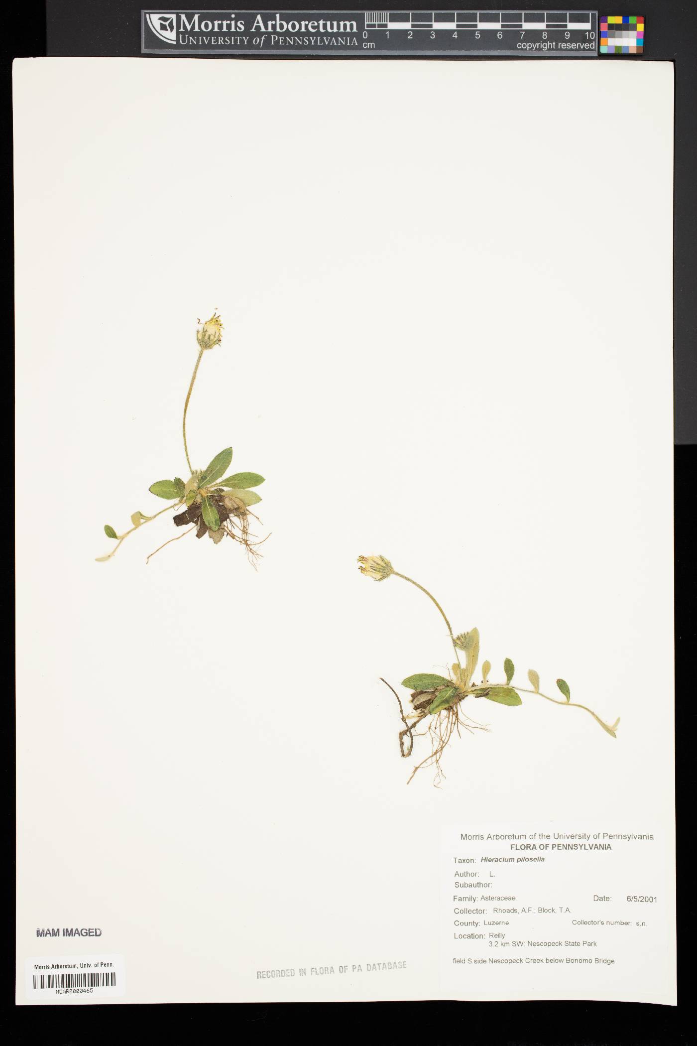 Hieracium pilosella image