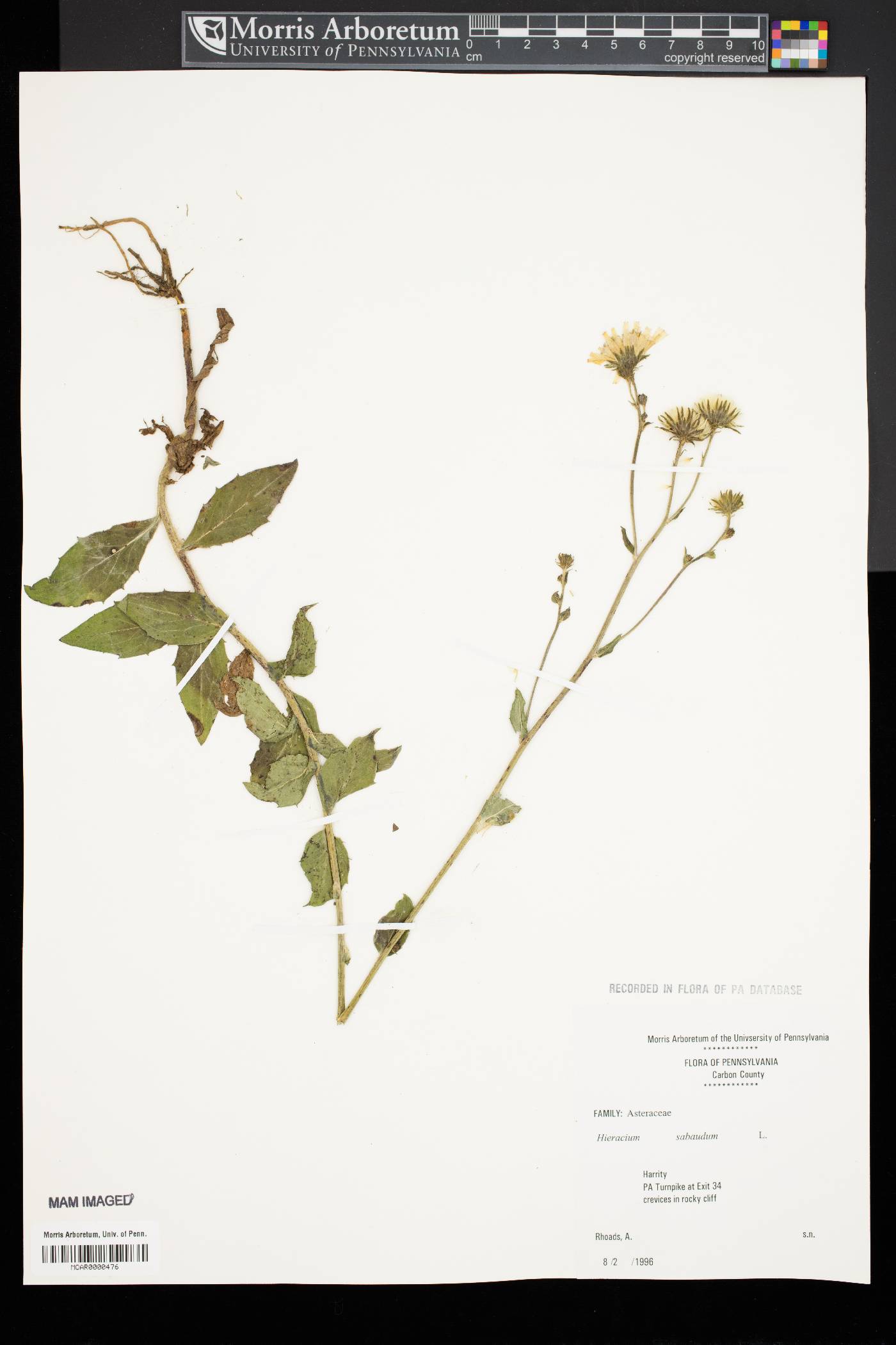 Hieracium sabaudum image