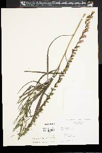 Liatris spicata image