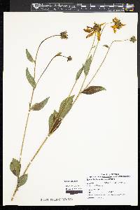 Rudbeckia laciniata var. laciniata image