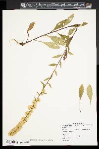 Solidago bicolor image