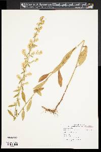 Solidago bicolor image