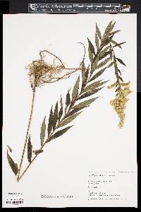 Solidago canadensis var. canadensis image