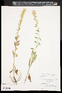 Solidago erecta image