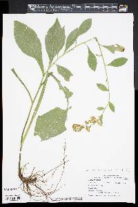 Solidago patula subsp. patula image