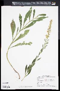 Solidago puberula image