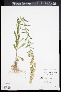 Solidago puberula image