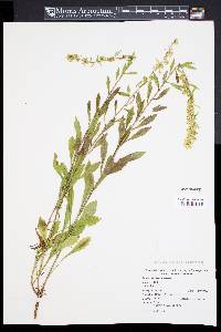 Solidago puberula image