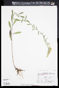 Solidago puberula image