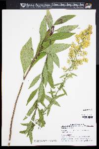 Solidago speciosa image