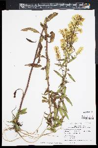 Solidago speciosa image