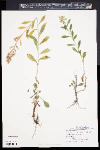 Solidago squarrosa image