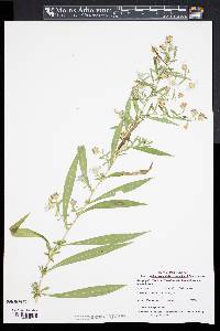 Symphyotrichum lanceolatum var. lanceolatum image