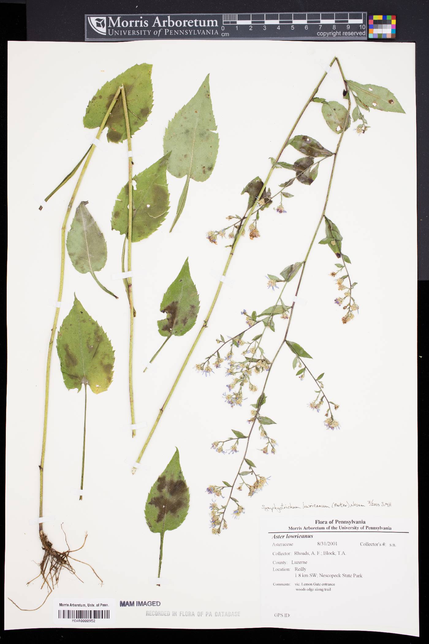 Symphyotrichum lowrieanum image