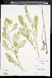 Tanacetum vulgare image