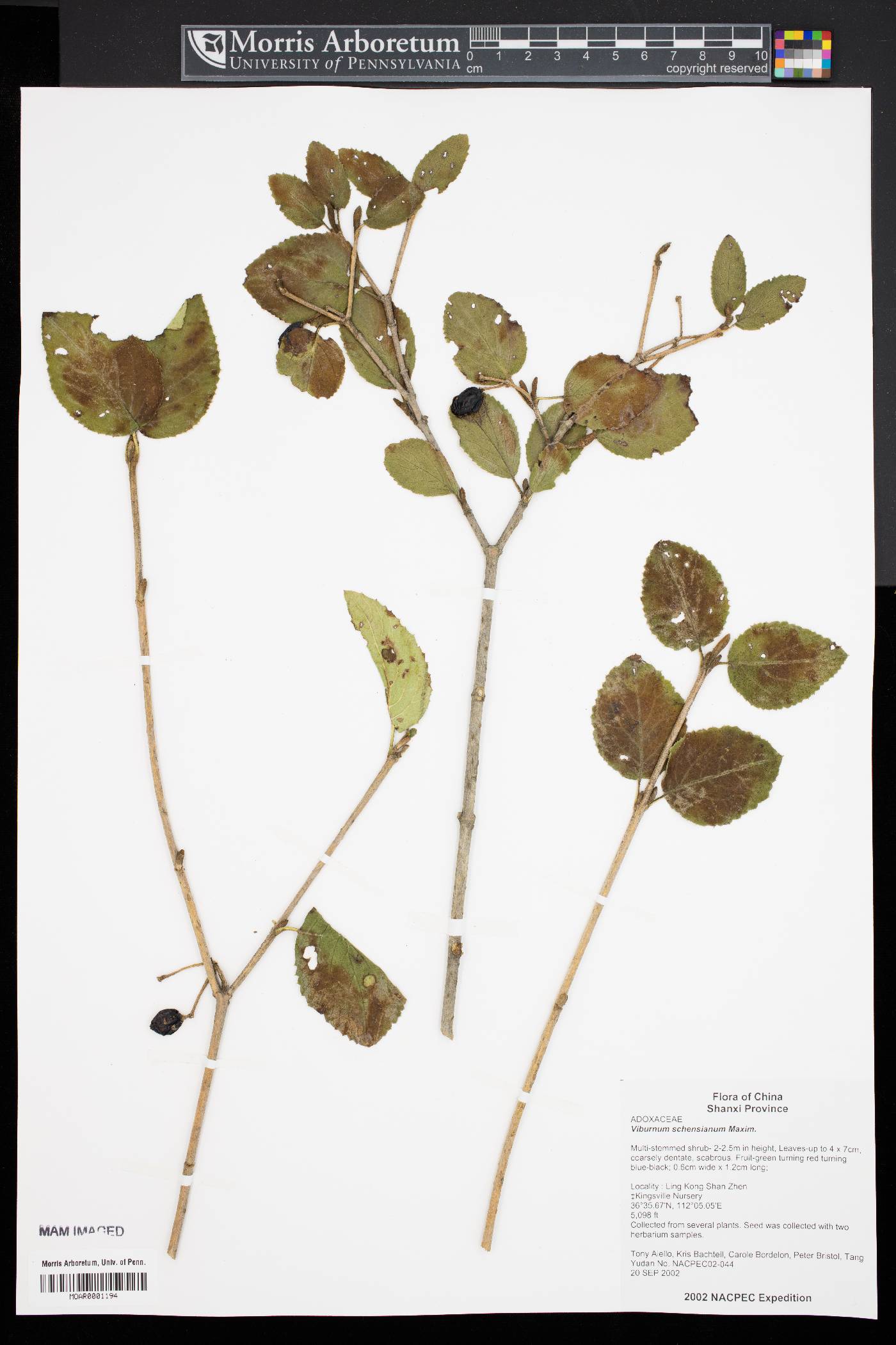 Viburnum schensianum image