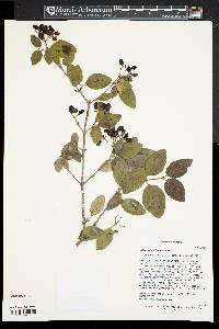 Viburnum schensianum image