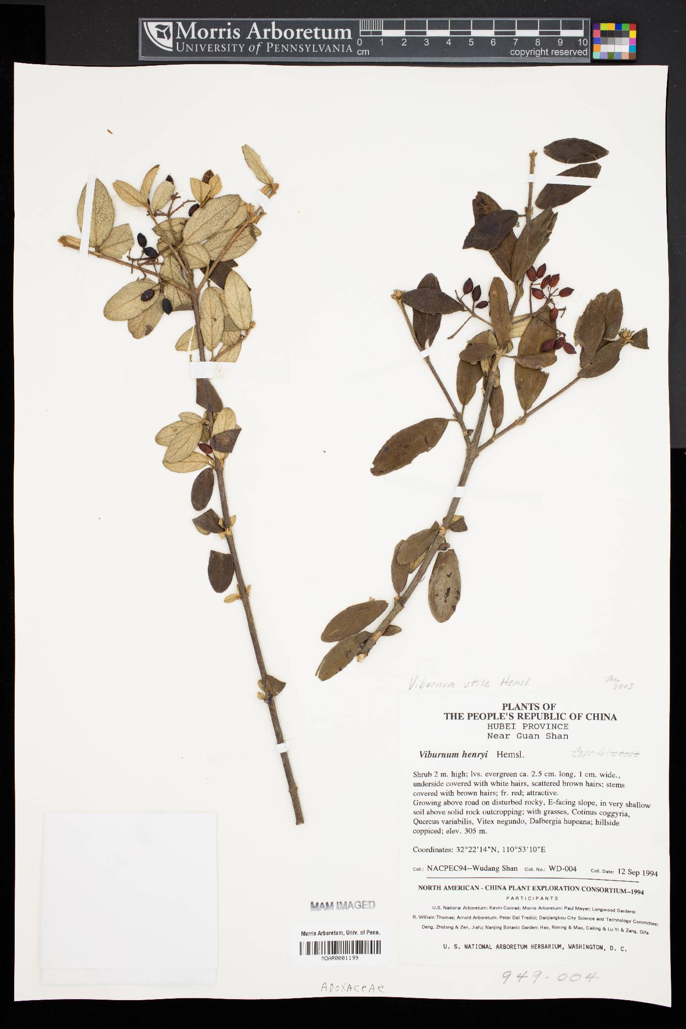 Viburnum henryi image