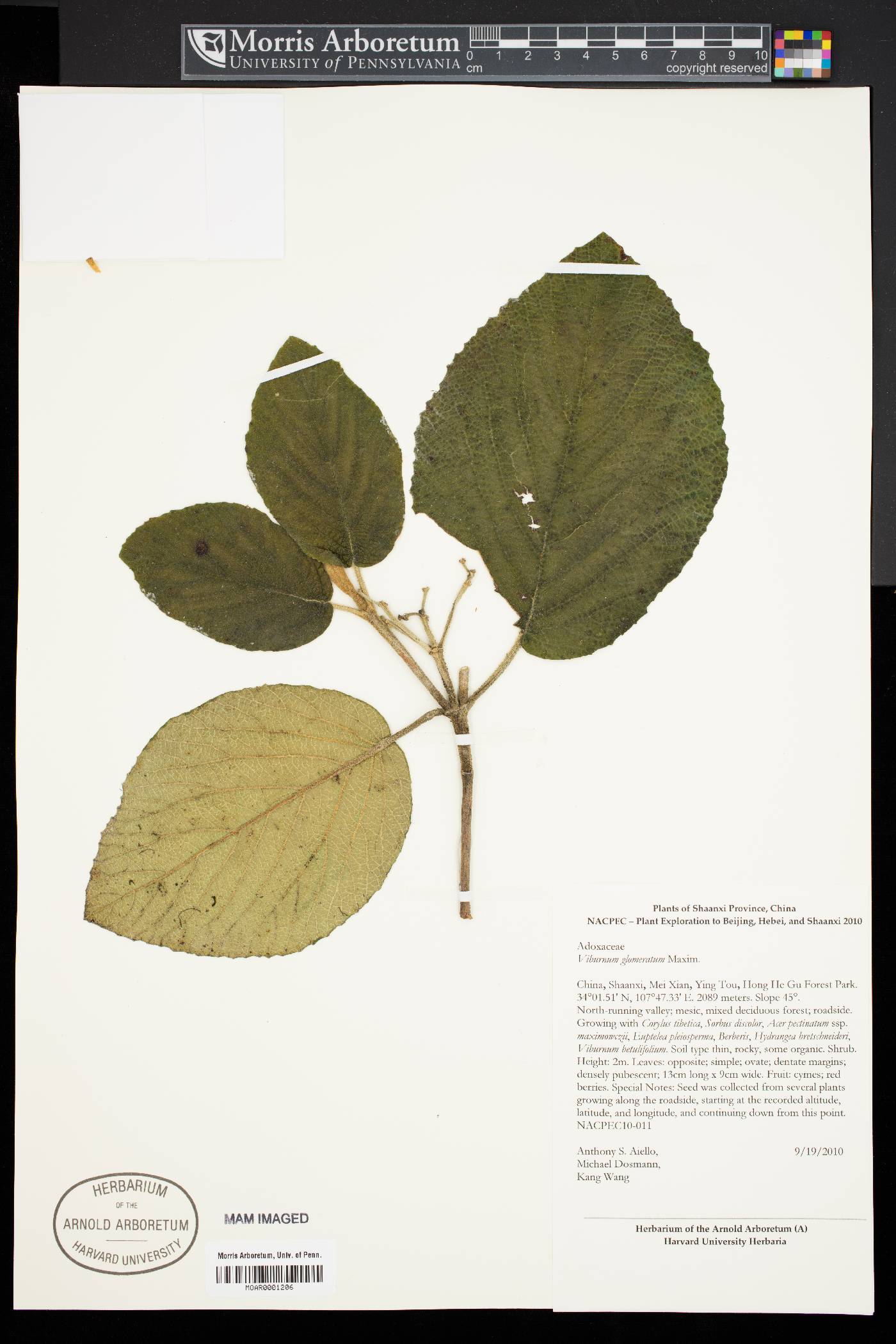 Viburnum glomeratum image