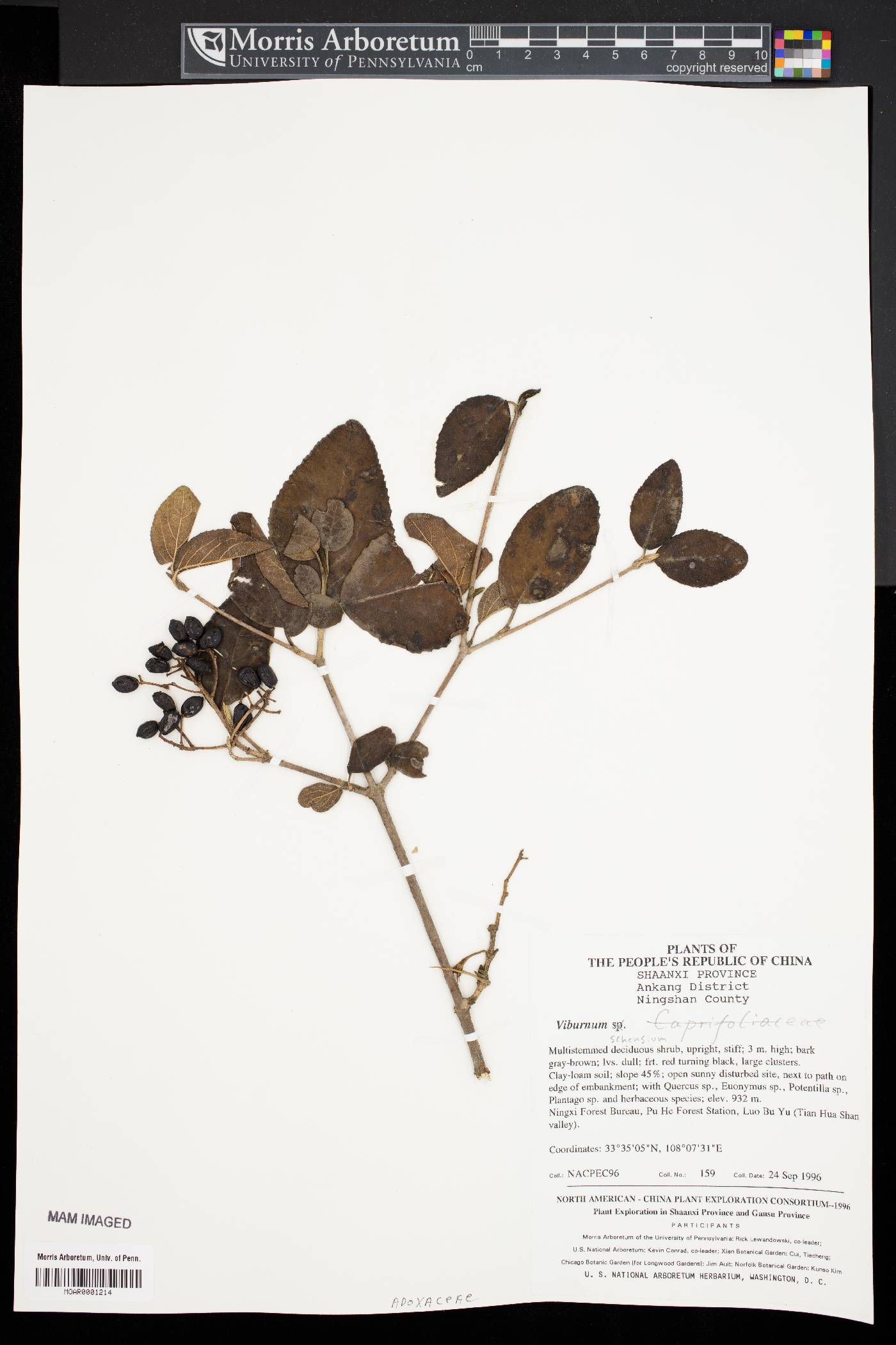 Viburnum schensianum image