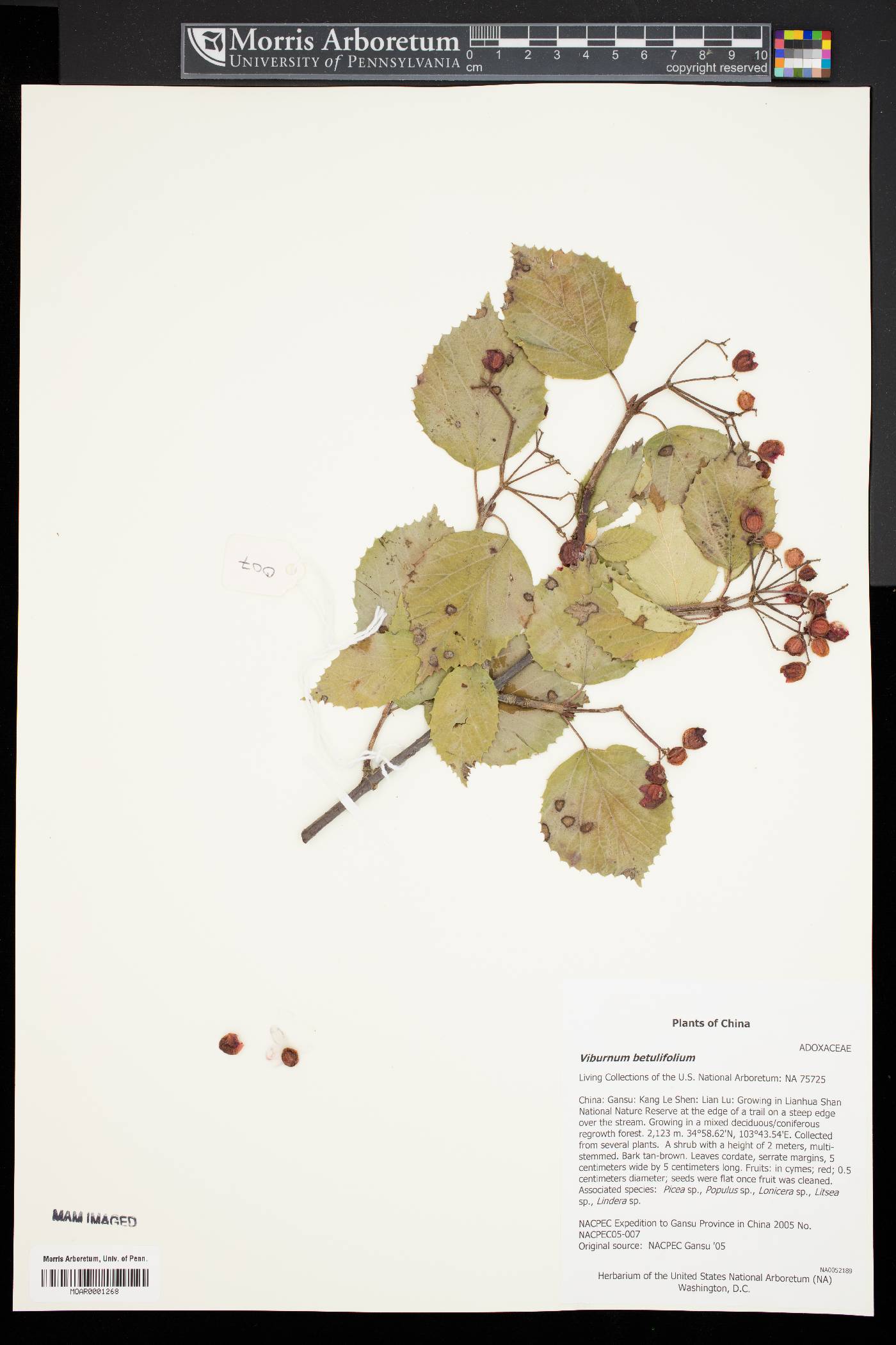 Viburnum betulifolium image