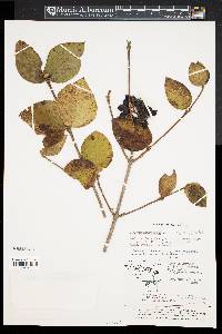 Viburnum carlesii var. bitchiuense image