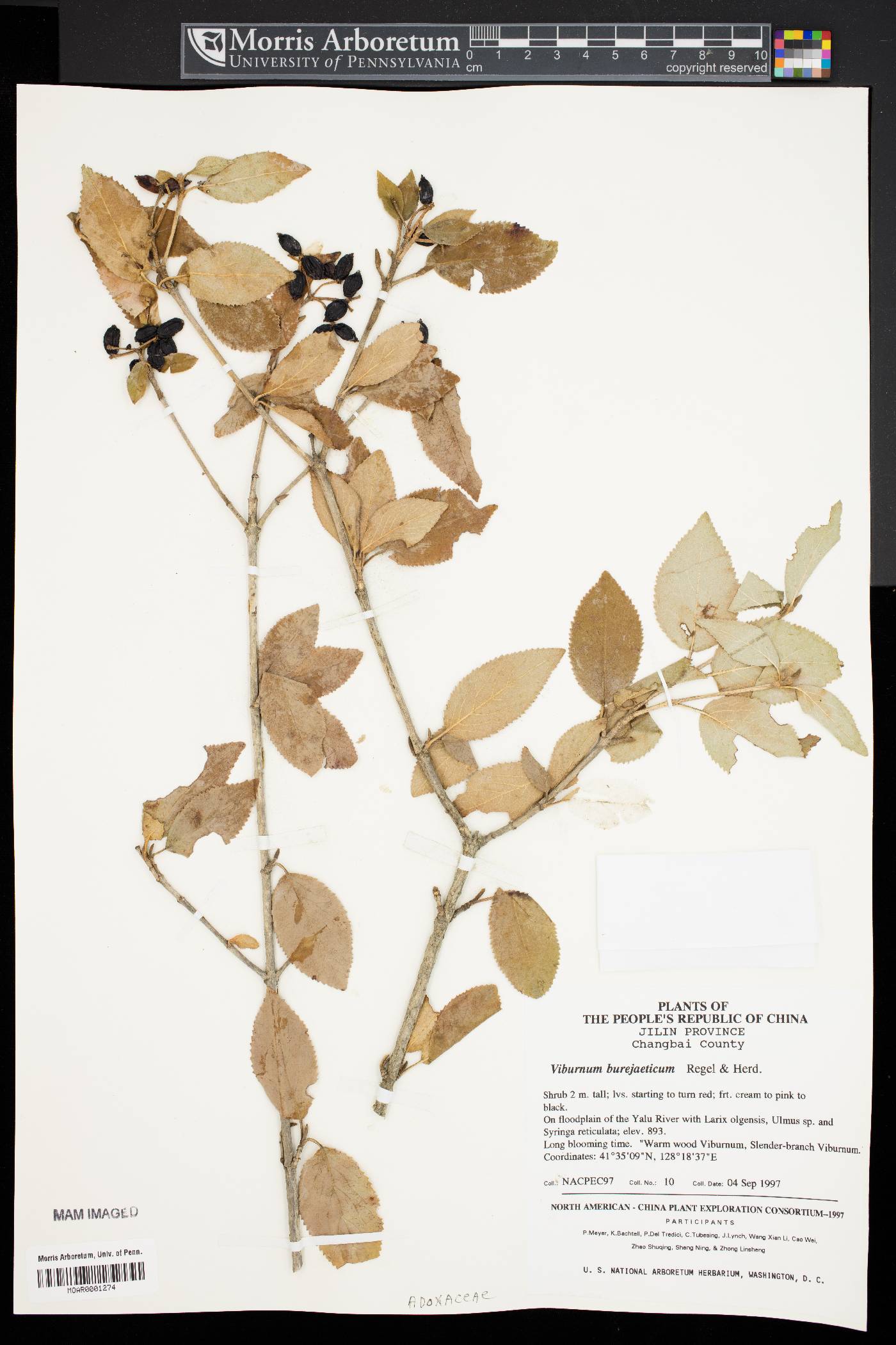 Viburnum burejaeticum image