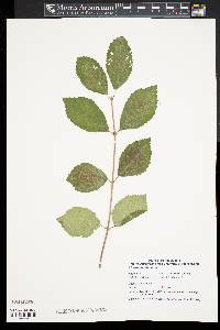 Viburnum dilatatum image