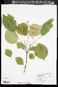 Viburnum dilatatum image