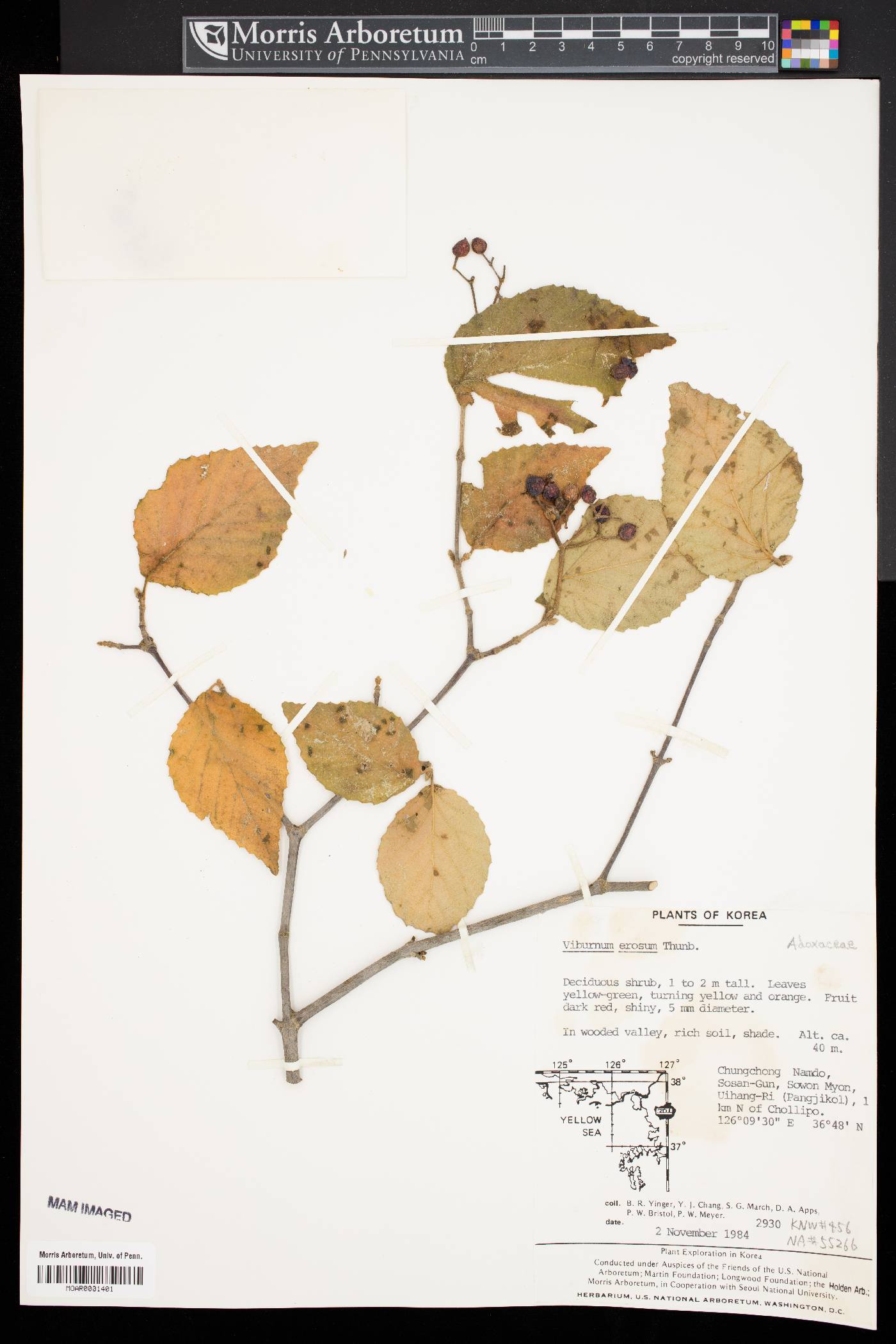 Viburnum erosum image