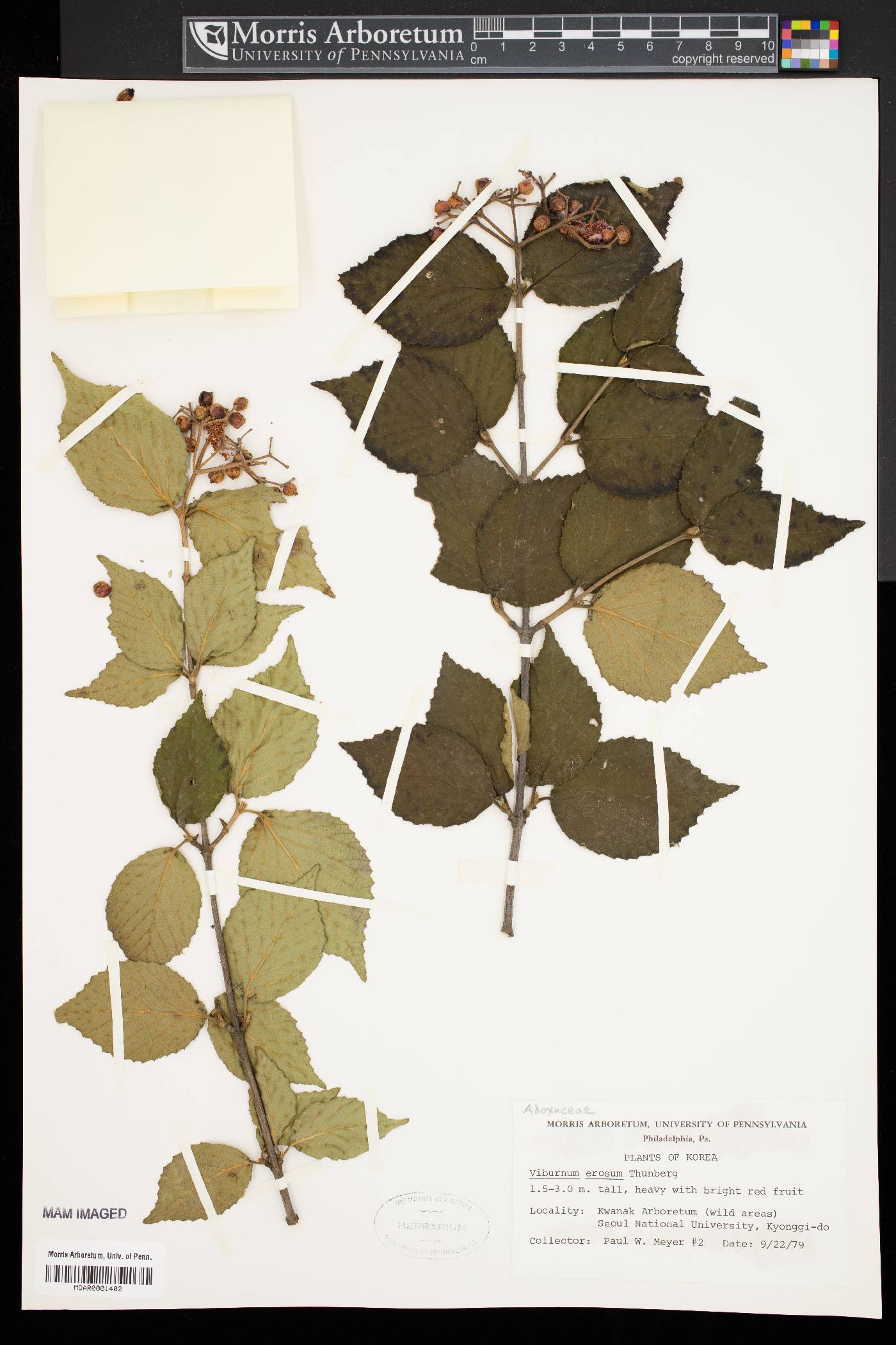 Viburnum erosum image