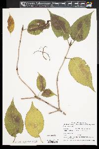 Viburnum lentago image