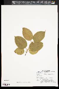 Viburnum lentago image