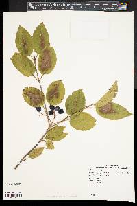 Viburnum lentago image