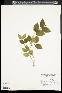 Viburnum rafinesqueanum image